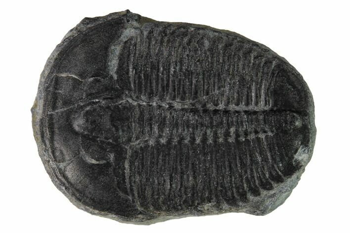 Elrathia Trilobite Fossil - Utah #169495